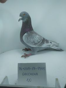 Zdjęcia gołębi przeznaczonych do sprzedaży