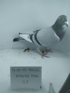 Zdjęcia gołębi przeznaczonych do sprzedaży
